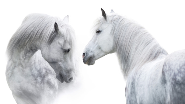 zwei weiße Pferdeporträts auf weißem Hintergrund. Hochkarätiges Image - Foto, Bild
