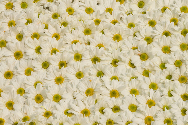 different flowers, selective focus - Фото, зображення