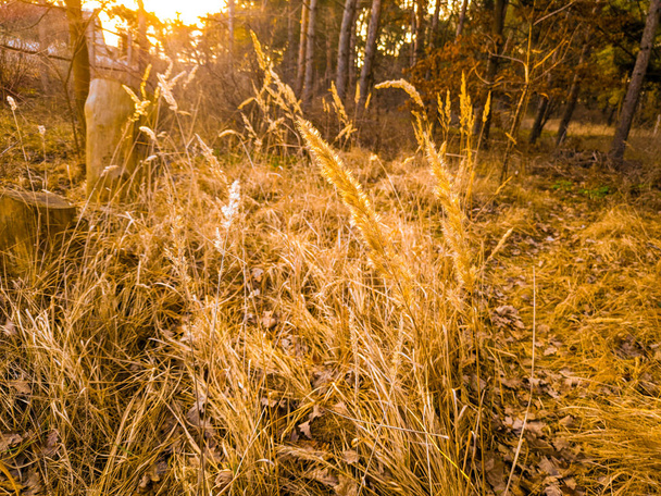 dry grass in the sun - Fotografie, Obrázek