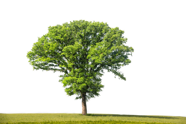 Gyönyörű zöld fa fehér háttér nagy felbontású - Fotó, kép