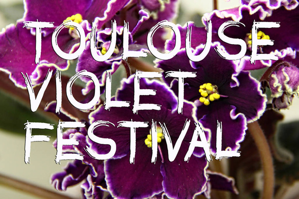 Gratuluję tekstu na Tuluzie Violet Festival, który odbywa się we Francji w lutym. - Zdjęcie, obraz