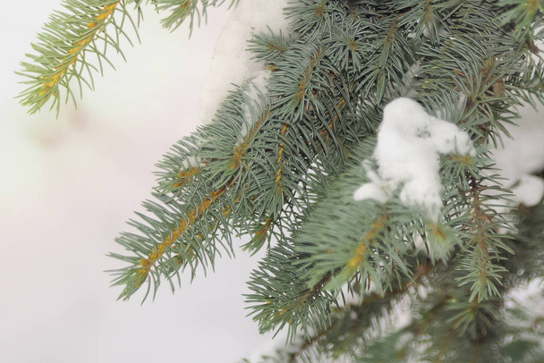 Spar takken met naalden in de sneeuw close-up - Foto, afbeelding