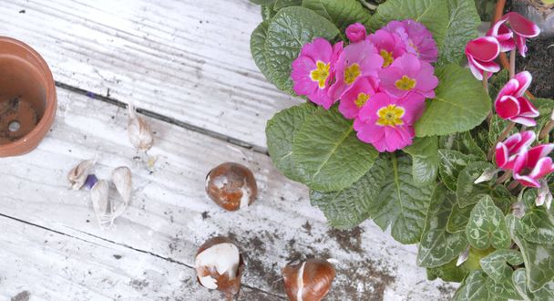Draufsicht auf rosa Blume auf einem Gartentisch mit Zwiebeln und Blumentopf  - Foto, Bild