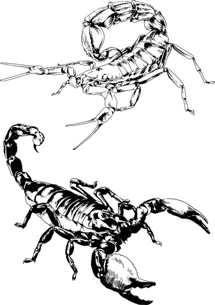 vector drawings sketches different insects bugs Scorpions spiders drawn in ink by hand , objects with no background - Vektör, Görsel