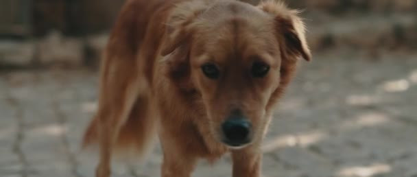 Close-up van een nieuwsgierige golden retriever - labrador hond, in een park op een zonnige dag. Handheld, slow motion, Bmpcc 4k macro beeldmateriaal - Video