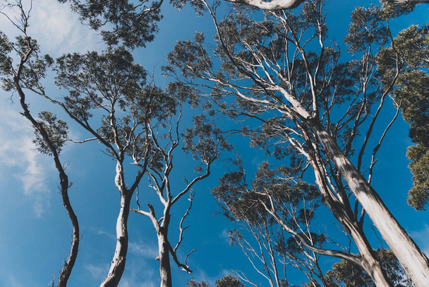 eucalyptus gum tree branches against contrasty deep blue sky - Fotó, kép