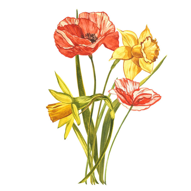 Watercolor Narcissus and Poppy. Wild flower set isolated on white. Botanical watercolor illustration, yellow narcissus bouquet, rustic flowers. Watercolor illustration on white background. Set of - Foto, Imagem