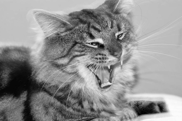 Nahaufnahme in schwarz-weiß mit einer gähnend gestromten Katze, die ihre Zähne und Zunge zeigt.. - Foto, Bild