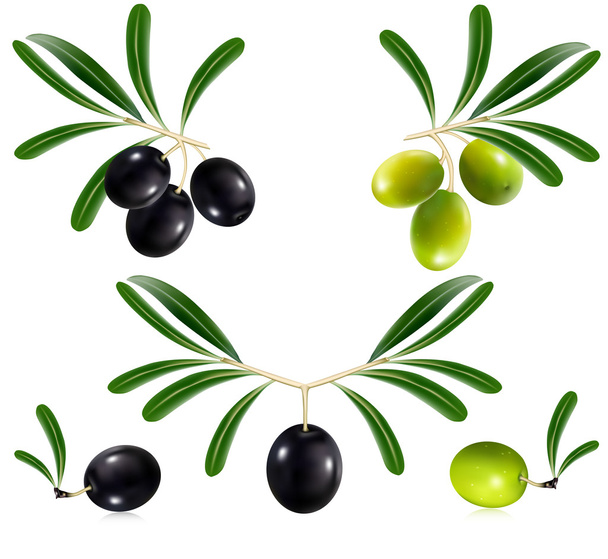Green and black olives - Vector, Image