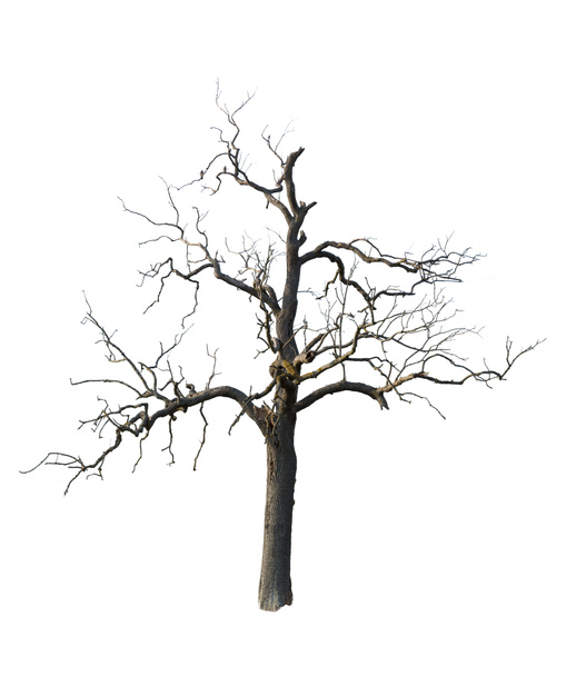 starý mrtvý strom s větvemi, samostatný - Fotografie, Obrázek