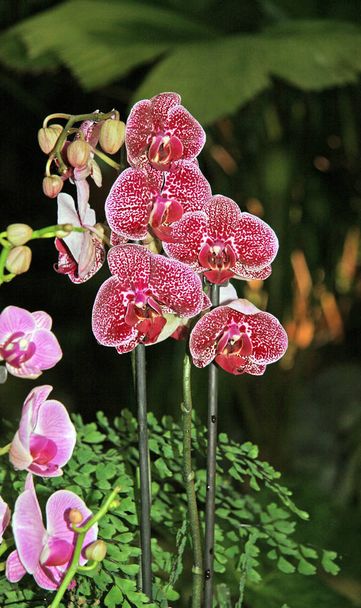 Macchiato orchidea rosso e bianco. Vicino - su di fiori. Colorazione insolita, bella di fiori
. - Foto, immagini
