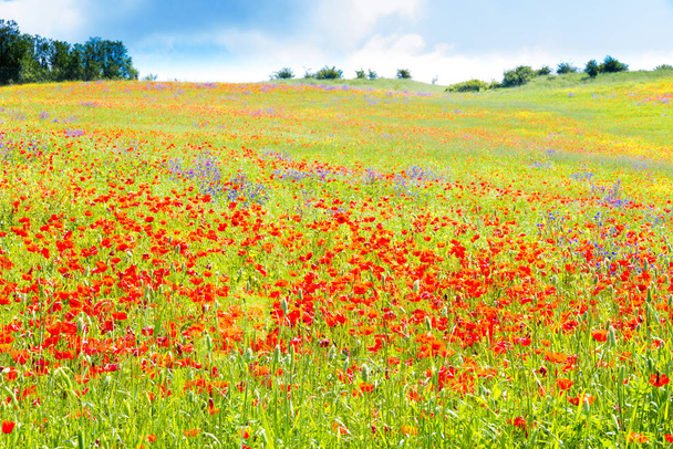 Poppy flowers in the tuscan countryside in Italy - 写真・画像