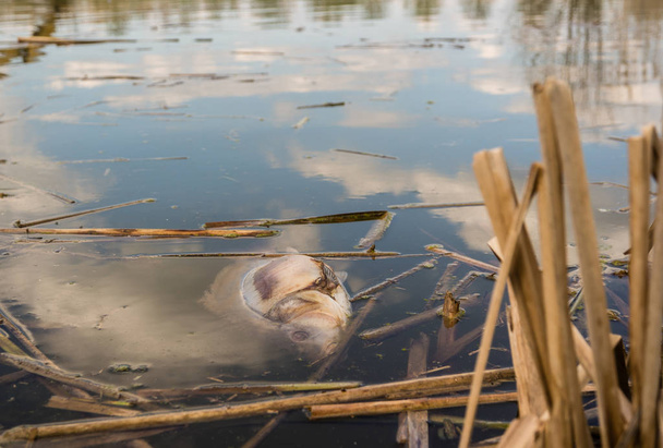 Рыба умирает в воде
 - Фото, изображение