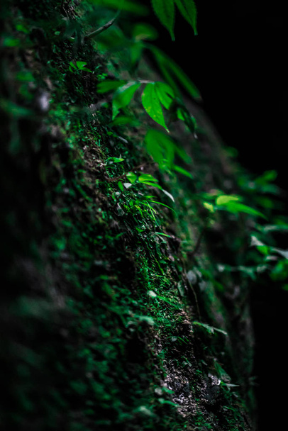 Green Leaves in front of black - Photo, Image