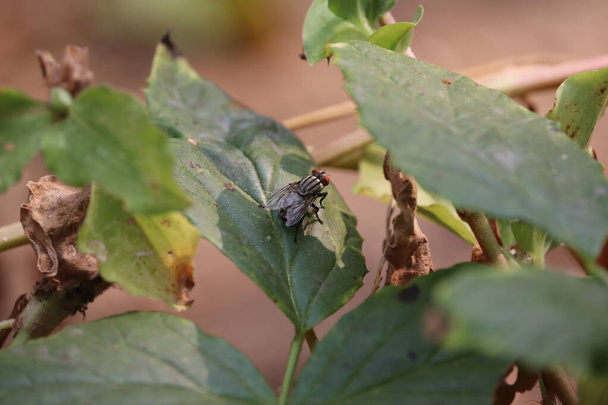 ζουν μύγα σπίτι σε φύλλα - Φωτογραφία, εικόνα