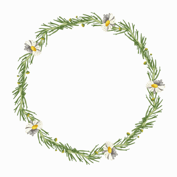 Beautiful wreath of five field daisies with leaves on a white background. Pharmacy medicinal chamomile. Realistic style. Spring pattern. Rustic decor. - Фото, изображение