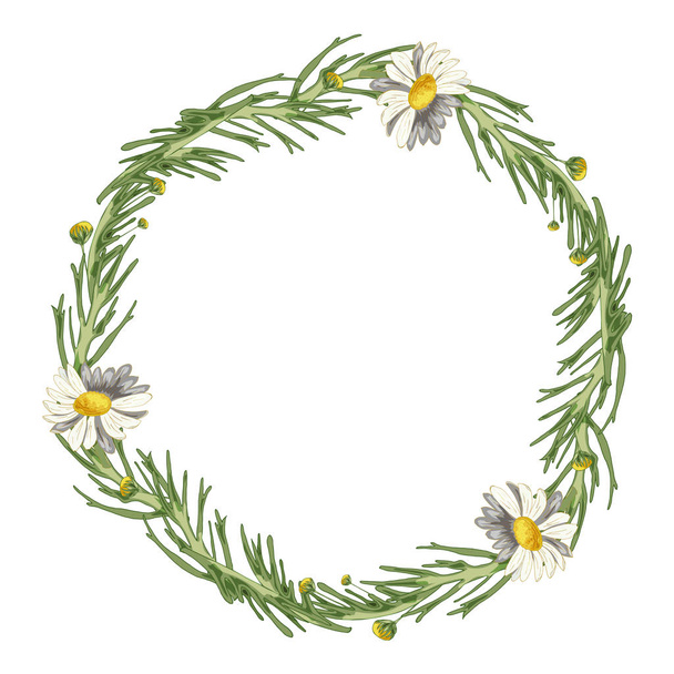 Beautiful wreath of field daisies with leaves on a white background. Pharmacy medicinal chamomile. Realistic style. Spring pattern. Rustic decor. - Fotografie, Obrázek