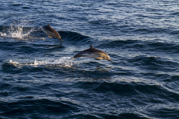 Дельфины прыгают через волны. - Фото, изображение