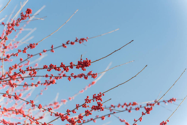 Dense of Texas winterberry Ilex Decidua red fruits on tree branches on sunny winter day - Photo, Image