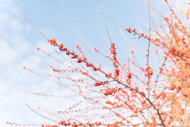 Низький кут Виняток зимового дерева Ilex Decidua, наповненого червоними фруктами поблизу Далласа, штат Техас. - Фото, зображення