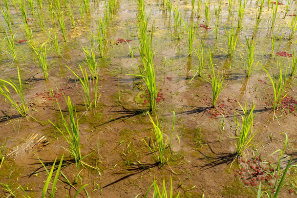 Gros plan de jeunes plants de riz plantés dans un sol humide. Champ de riz
 - Photo, image