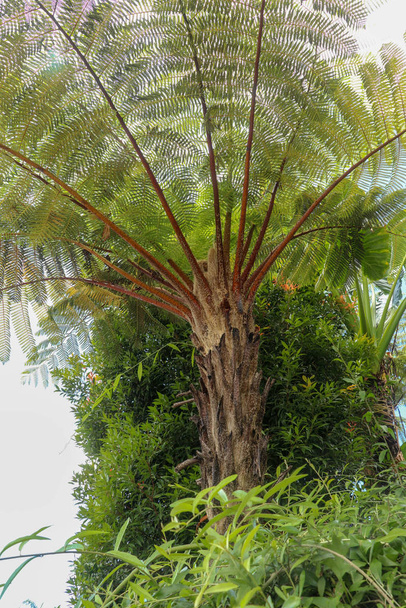 Ο μεσημεριανός ήλιος λάμπει μέσα από το στέμμα του τροπικού δέντρου Cyathea Arborea. Οι ακτίνες του ήλιου περνούν μέσα από τα κλαδιά του δέντρου West Indian Treefern, Vernacular Spanish, Helecho Gigante. - Φωτογραφία, εικόνα