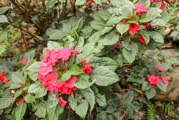 Floraison colorée de Busy Lizzie, nom scientifique Impatiens wal
 - Photo, image