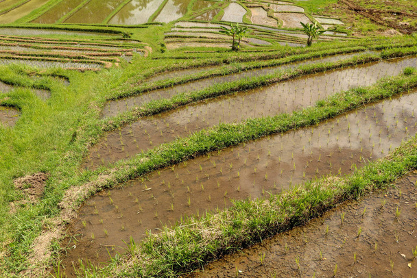 水でびっしょり若い稲の苗のフィールド。緑色のご飯  - 写真・画像