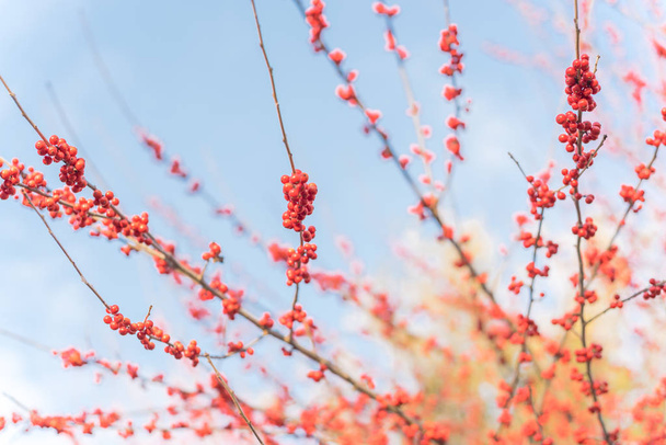 Κοντινό πλάνο υποκατάστημα της Ilex Decidua Winterberry κόκκινα φρούτα σε αδρανή δέντρο κοντά στο Ντάλας, Τέξας - Φωτογραφία, εικόνα