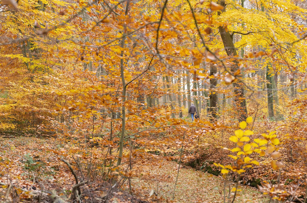 lonely figure walks in colorful autumn forest near utrecht in ho - Zdjęcie, obraz