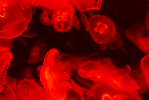 Beaucoup de méduses rouges transparentes sur fond noir
 - Photo, image
