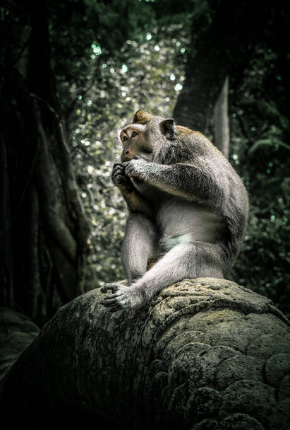 Macaco senta-se na atmosfera da selva enquanto come
 - Foto, Imagem