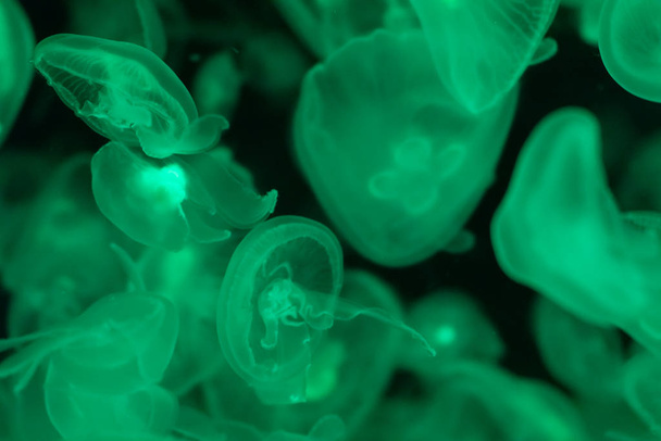 Багато прозорих зелених медуз на чорному тлі
 - Фото, зображення