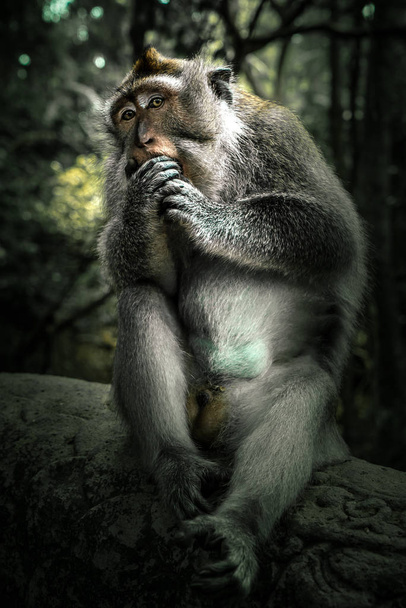 Mono se sienta en un ambiente selvático mientras come - de cerca
 - Foto, Imagen