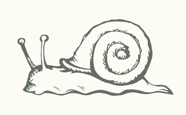 A snail creeps on the ground. Vector drawing - Vektor, kép