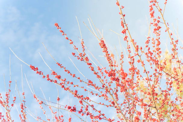 Alhainen kulma näkymä winterberry Ilex Decidua puu täynnä punaisia hedelmiä lähellä Dallas, Texas
 - Valokuva, kuva