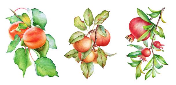 Watercolor illustration of the apple, apricot and pomegranate tree branches - Foto, immagini