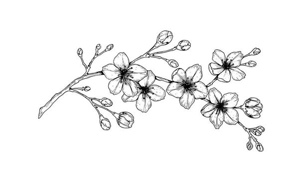 Hand drawn cherry blossom branch. Vector illustration in sketch  - Wektor, obraz