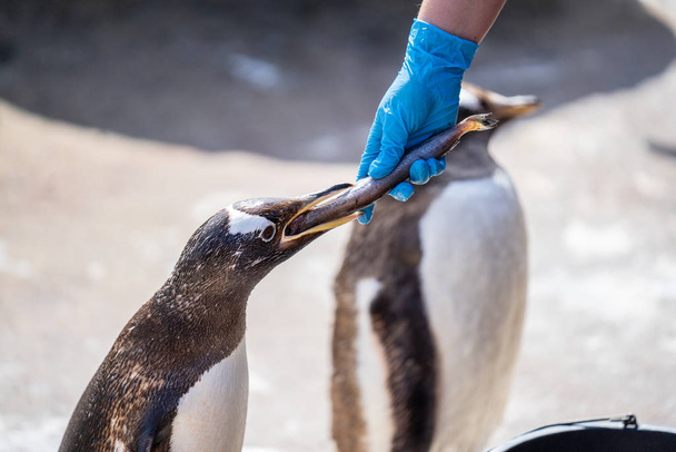 The woman feeds penguins.The gentoo penguin Pygoscelis papua is a penguin species in the genus Pygoscelis - Photo, Image