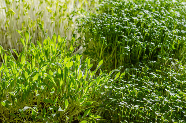 Microgreens in het zonlicht, macro voedsel foto - Foto, afbeelding