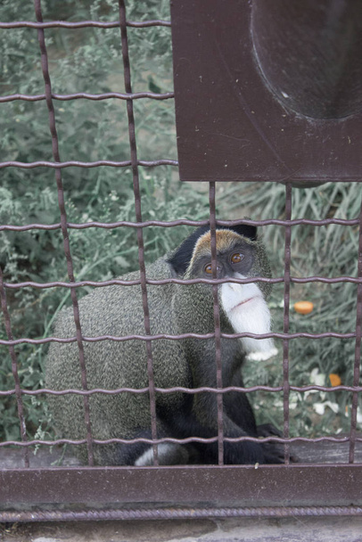 Обезьяна в клетке в зоопарке
 - Фото, изображение