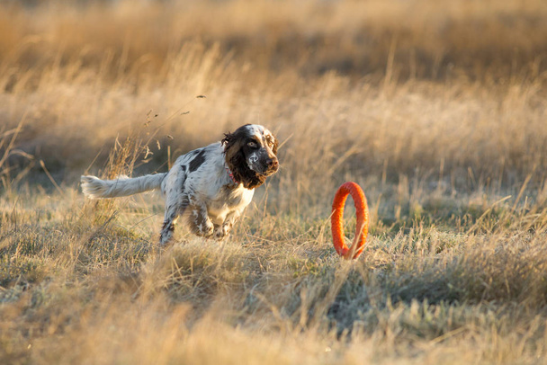собака английский спрингер спаниель - Фото, изображение