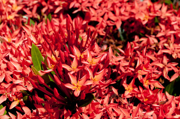 Beautiful Red Bunga Soka or Asoka or King Ixora flower chinensis. Red spike flower, Rubiaceae, Ixora coccinea, soka.  - Photo, Image