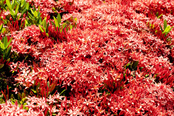 Hermosa roja Bunga Soka o Asoka o rey Ixora flor chinensis. Flor de espiga roja, Rubiaceae, Ixora coccinea, soka
.  - Foto, imagen