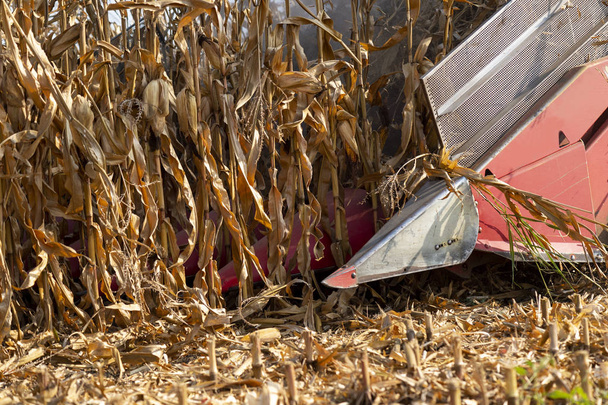 Colheita de campo de milho com combinar
 - Foto, Imagem