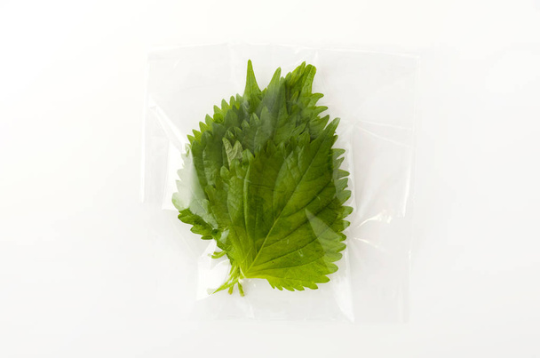 friss zöld shiso (perilla) vagy oba levél átlátszó műanyag zacskóban fehér alapon - Fotó, kép