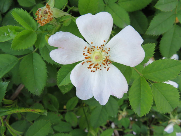 Bela flor branca de cheiro muito bom e grande cor
 - Foto, Imagem