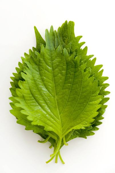 свежий зеленый шисо (перилла) или листья оба на белом фоне
 - Фото, изображение
