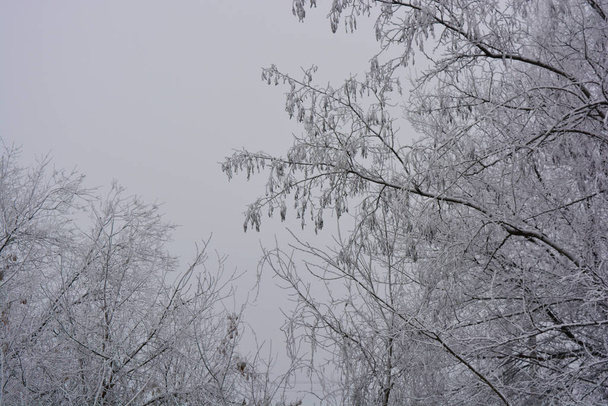 Красивые бархатные деревья под покровом белого снега, яркие инеи и красивые снежинки зимой в городе Днепр
. - Фото, изображение