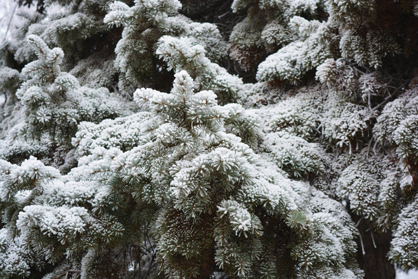 Vihreä oksat joulukuusi, kuusi, mänty alla kerros valkoista lunta peitetty pakkasta ja lumihiutaleita. Kaunis luonnollinen talvi tausta miellyttäviä tunteita
. - Valokuva, kuva